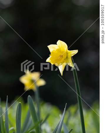 早春のラッパスイセン 100309017