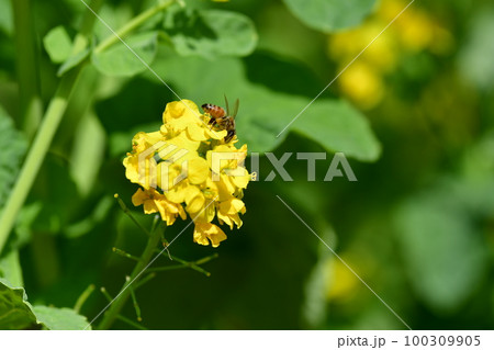 菜の花の蜜を吸う蜜蜂　大船フラワーセンター 100309905
