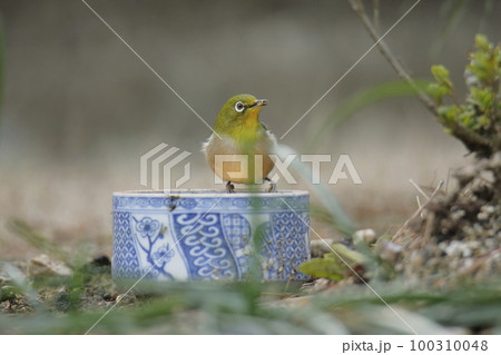 野鳥　庭へ飛んできたメジロ、 100310048