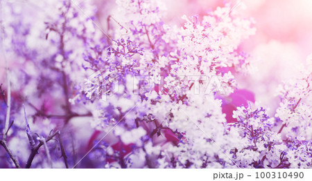 Spring blossom background Spring blossom background 100310490