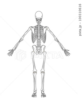 骨格 後面 全身 男性 骨格 後面 全身 男性 100310616