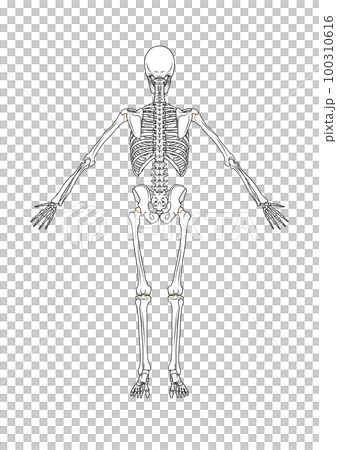 骨格 後面 全身 男性 骨格 後面 全身 男性 100310616