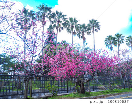 寒緋桜 寒緋桜 100310687