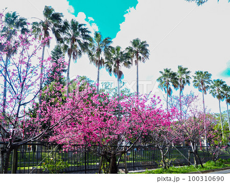 寒緋桜 寒緋桜 100310690