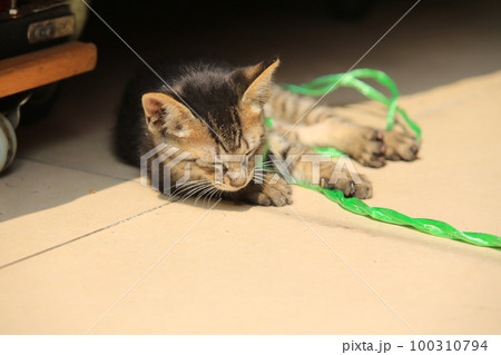 tabby tiny cat sleep on the street tabby tiny cat sleep on the street 100310794