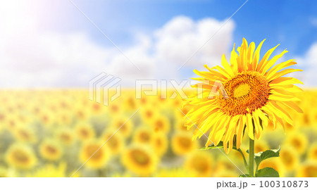 Sunflower on blurred sunny nature background. Horizontal agriculture summer banner with sunflowers field 100310873