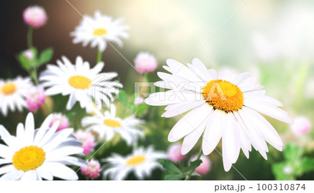 Wild flowers of chamomile in a meadow on sunny nature spring background. Summer scene with camomile flower in rays of sunlight. Close-up or macro Wild flowers of chamomile in a meadow on sunny nature spring background. Summer scene with camomile flower in rays of sunlight. Close-up or macro 100310874
