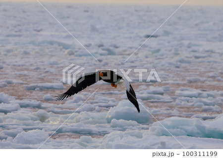 流氷で舞うオオワシ クルーズ船から撮影する大鷲 100311199