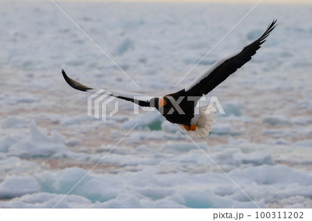 流氷で舞うオオワシ クルーズ船から撮影する大鷲 100311202