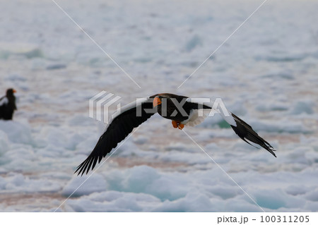 流氷で舞うオオワシ クルーズ船から撮影する大鷲 100311205