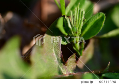 芽生え　　鎌倉中央公園 100311398