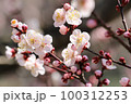 早春の暖かな日差しの中、咲き始めた裏高尾のあんずの花 100312253