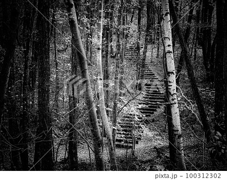 森の中の散策路 森の中の散策路 100312302