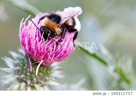 Bumble-bee on the bloom Bumble-bee on the bloom 100312757