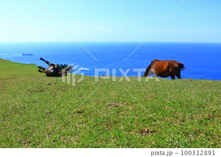 【宮崎県】晴天の都井岬（御崎馬の放牧場） 100312891