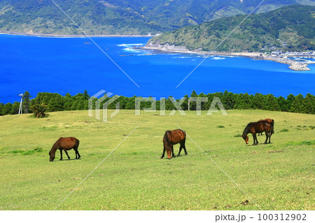【宮崎県】晴天の都井岬(御崎馬の放牧場) 【宮崎県】晴天の都井岬(御崎馬の放牧場) 100312902