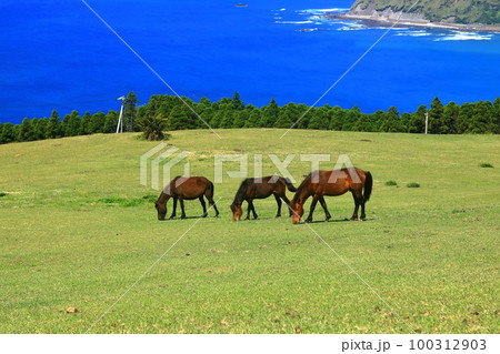 【宮崎県】晴天の都井岬(御崎馬の放牧場) 【宮崎県】晴天の都井岬(御崎馬の放牧場) 100312903