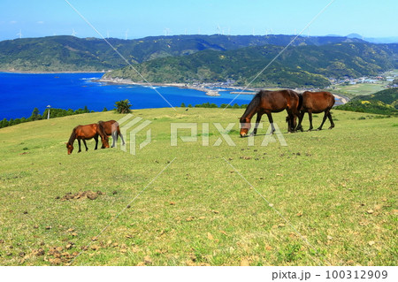 【宮崎県】晴天の都井岬（御崎馬の放牧場） 100312909