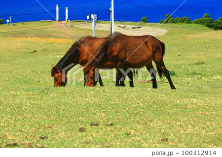 【宮崎県】晴天の都井岬(御崎馬の放牧場) 【宮崎県】晴天の都井岬(御崎馬の放牧場) 100312914