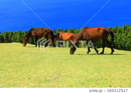 【宮崎県】晴天の都井岬（御崎馬の放牧場） 100312917