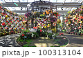豪華な球根ベゴニア 100313104