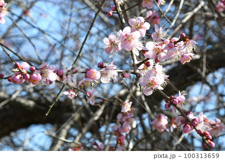 枝垂れ梅 100313659