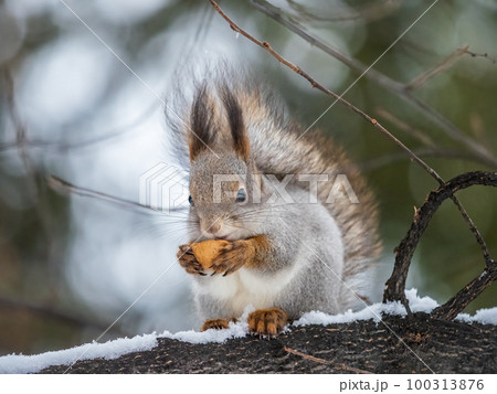 The squirrel with nut sits on tree in the winter or late autumn 100313876