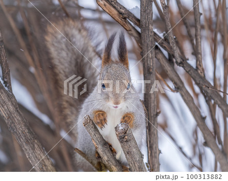 The squirrel sits on a branches without leaves in the winter or autumn 100313882
