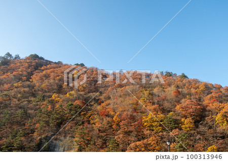 鳴子ダムの紅葉（宮城県） 100313946