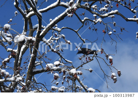 木の枝にカラス 木の枝にカラス 100313987