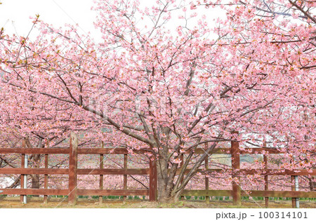 河津桜(上関) 河津桜(上関) 100314101