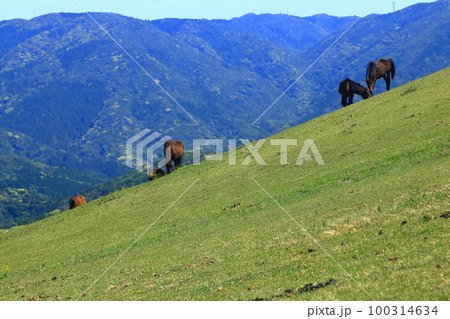 【宮崎県】晴天の都井岬（御崎馬の放牧場） 100314634