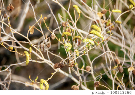 オオバヤシャブシの花と果穂（早春） 100315266