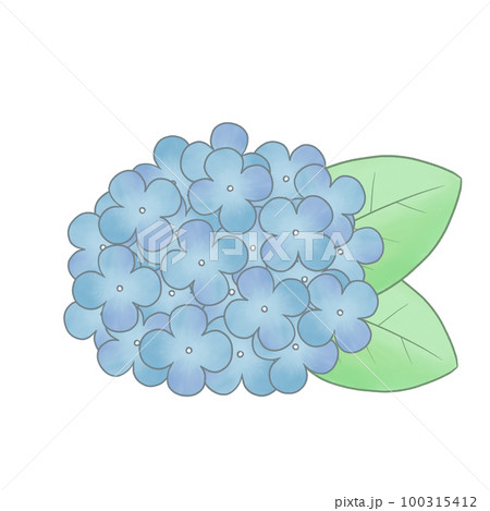 手描き風 紫陽花イラストのイラスト素材 [100315412] - PIXTA