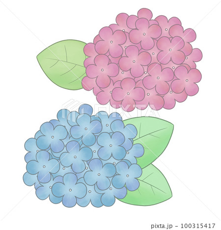 手描き風 紫陽花イラストのイラスト素材 [100315417] - PIXTA
