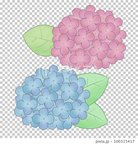 手描き風 紫陽花イラストのイラスト素材 [100315417] - PIXTA