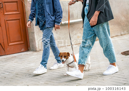 A girl and a boy are walking with a Jack Russell Terrier, walking down the street 100316143