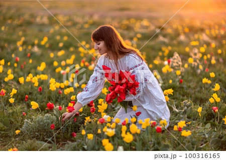 Woman field tulips sunset. Woman against sunset and wild tulip flowers, natural seasonal background. Multi-colored tulips Tulipa schrenkii in their natural habitat are listed in the Red Book. Woman field tulips sunset. Woman against sunset and wild tulip flowers, natural seasonal background. Multi-colored tulips Tulipa schrenkii in their natural habitat are listed in the Red Book. 100316165