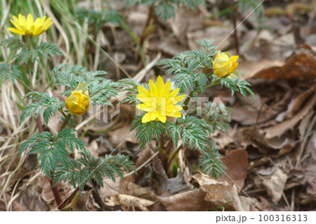 春の訪れを告げる花 福寿草 春の訪れを告げる花 福寿草 100316313