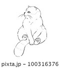 A fat, fluffy cat sits on its own tail. 100316376