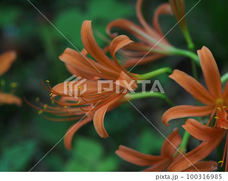 オオキツネノカミソリの赤い花 100316985