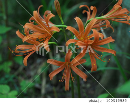 オオキツネノカミソリの赤い花 100316986