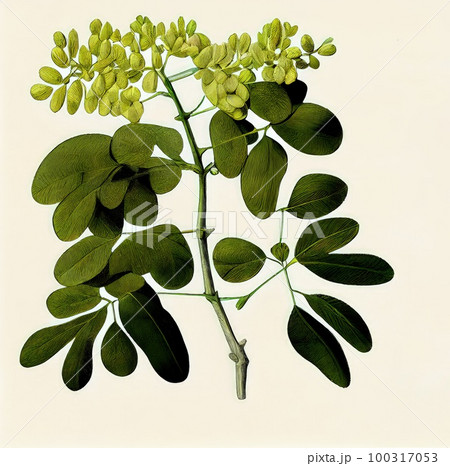 Moringa Oleifera, Moringa Drumstick Tree, Horseradish, Ben Oil, Benzolive Tree Abstract Generative AI Illustration 100317053