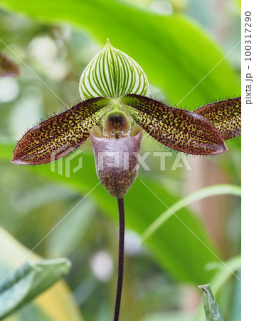 パフィオペディルム・ワルディイ　Paphiopedilum wardii　ランの原種 100317290