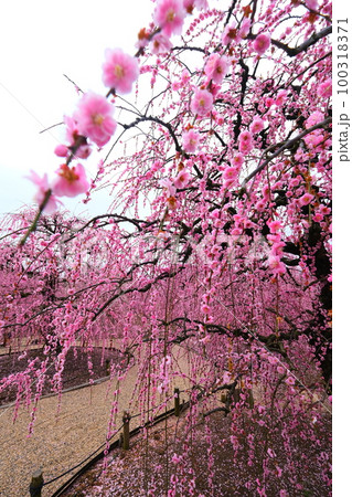 鈴鹿の森庭園のしだれ梅 鈴鹿の森庭園のしだれ梅 100318371
