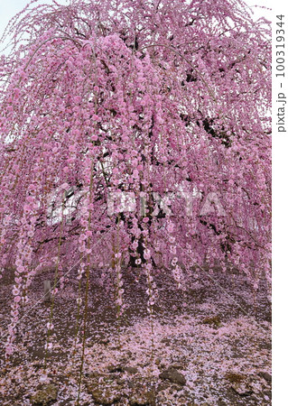 鈴鹿の森庭園のしだれ梅 100319344