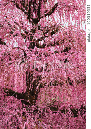 鈴鹿の森庭園のしだれ梅 100319351
