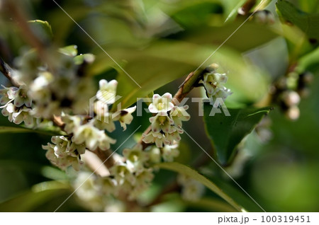 ヒサカキの雌花 ヒサカキの雌花 100319451