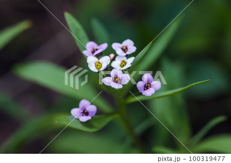 Sweet Allysum flowers on a summer day. Lobularia maritima macro photo 100319477