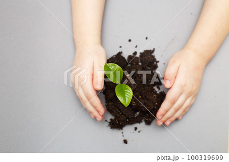 Green sprout growing from soil and a kids hands protecting it isolated on a gray paper background. 100319699